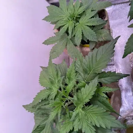 420 FastBuds Seedtest