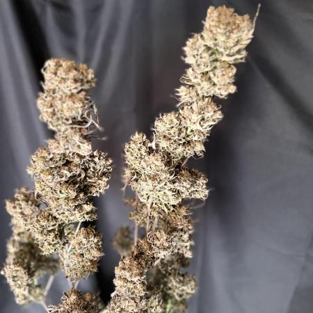 FastBuds Seedtest😁