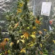 FastBuds MSRA&BSCA