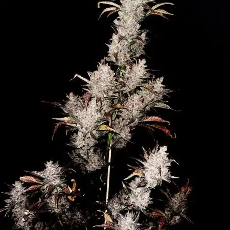 Papaya Cookies Auto