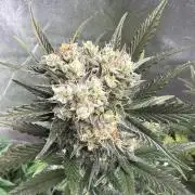 FastBuds Seedtest😁