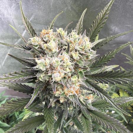 FastBuds Seedtest😁