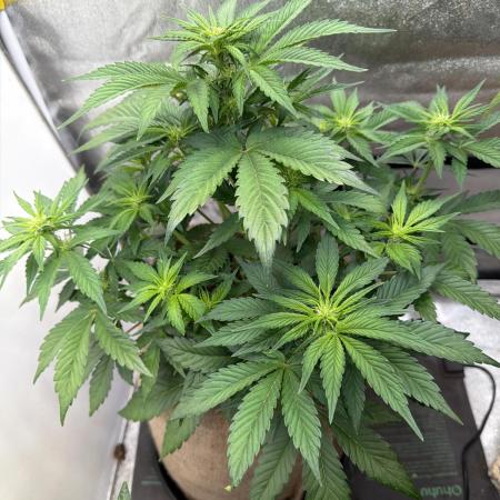 FastBuds42 Seedtest
