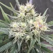 FastBuds Seedtest😁
