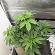 FastBuds42 Seedtest