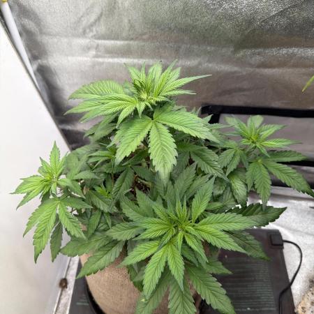 FastBuds42 Seedtest