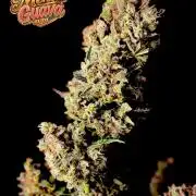 42FastBuds MendoGuavaAuto