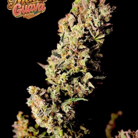 42FastBuds MendoGuavaAuto