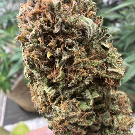 420 FastBuds Seedtest