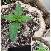 420 Fast Buds Seedtest