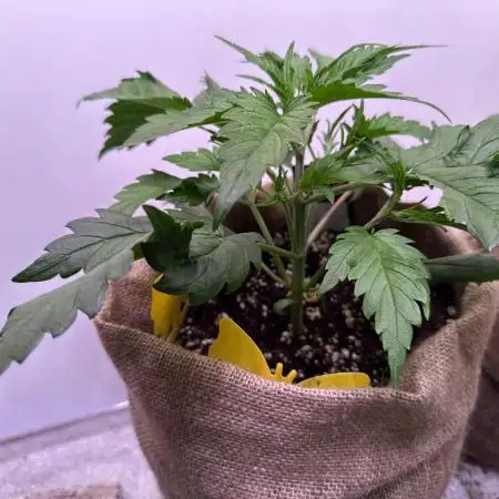 420 FastBuds Seedtest