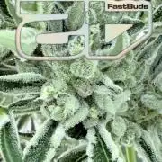 420 Fast Buds Z-Up Auto