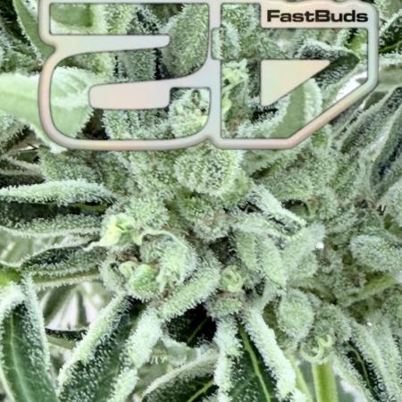 420 Fast Buds Z-Up Auto