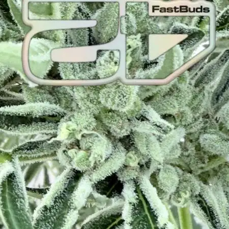 420 Fast Buds Z-Up Auto