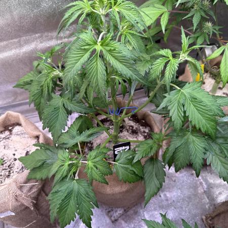 420 FastBuds Seedtest