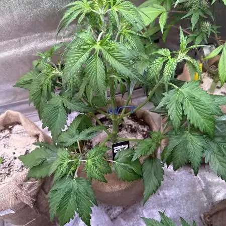 420 FastBuds Seedtest