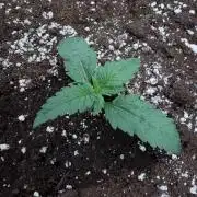 FastBuds CherryColaRF3/GuavaRuntzAuto