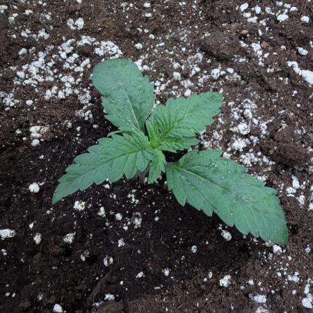 FastBuds CherryColaRF3/GuavaRuntzAuto