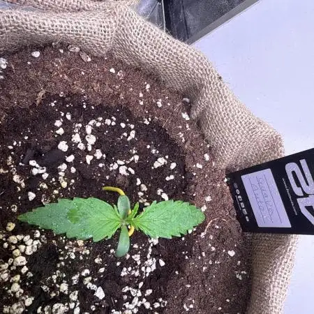 420 FastBuds Seedtest