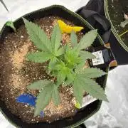 Fast Buds Gelato/PoundCake