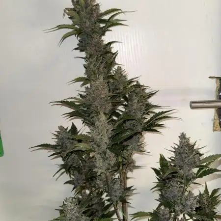 Papaya Cookies Auto