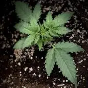 FastBuds CherryColaRF3/GuavaRuntzAuto
