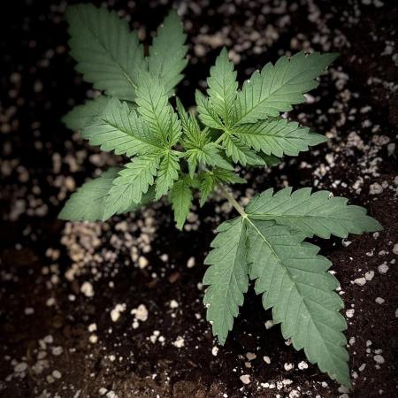 FastBuds CherryColaRF3/GuavaRuntzAuto
