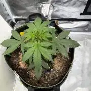 Fast Buds Gelato/PoundCake