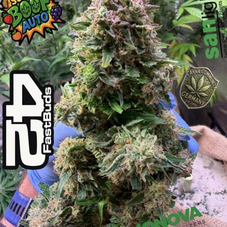 420 Fast Buds