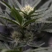 FastBuds CherryColaRF3/GuavaRuntzAuto