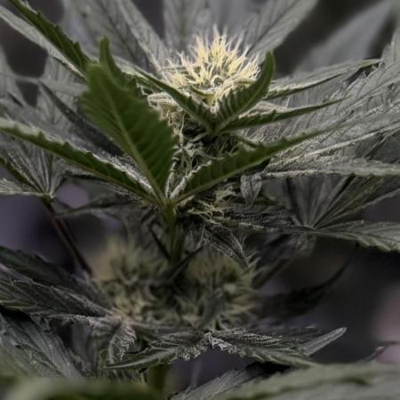FastBuds CherryColaRF3/GuavaRuntzAuto