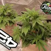 420 Fast Buds Seedtest