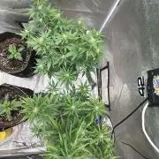 420 Fast Buds Seedtest