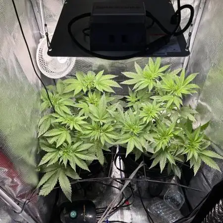 Strawberry Banana Hydro
