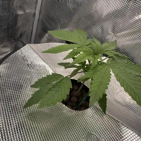 Strawberry Banana Hydro