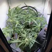 Amnesia Z Auto (FastBuds), 30x30x60, 50W