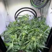 Amnesia Z Auto (FastBuds), 30x30x60, 50W
