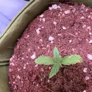 Amnesia Z Auto (FastBuds), 30x30x60, 50W