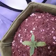 Amnesia Z Auto (FastBuds), 30x30x60, 50W