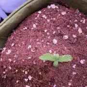 Amnesia Z Auto (FastBuds), 30x30x60, 50W