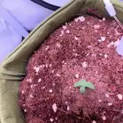 Amnesia Z Auto (FastBuds), 30x30x60, 50W