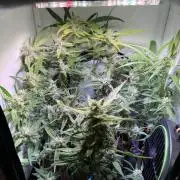 Amnesia Z Auto (FastBuds), 30x30x60, 50W