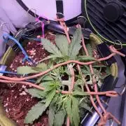 Amnesia Z Auto (FastBuds), 30x30x60, 50W