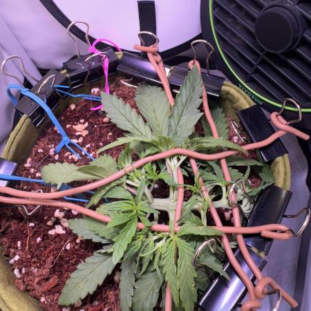 Amnesia Z Auto (FastBuds), 30x30x60, 50W