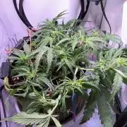 Amnesia Z Auto (FastBuds), 30x30x60, 50W