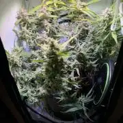Amnesia Z Auto (FastBuds), 30x30x60, 50W