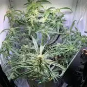 Amnesia Z Auto (FastBuds), 30x30x60, 50W