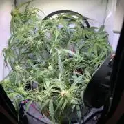 Amnesia Z Auto (FastBuds), 30x30x60, 50W