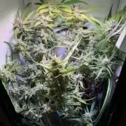 Amnesia Z Auto (FastBuds), 30x30x60, 50W