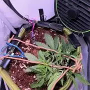 Amnesia Z Auto (FastBuds), 30x30x60, 50W